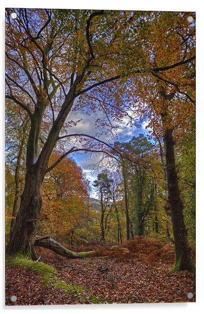 Autumn In The Woods Acrylic by Mike Gorton