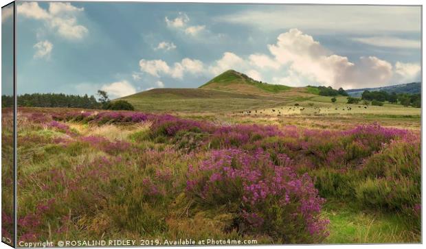 "Heather on the North York Moors" Canvas Print by ROS RIDLEY