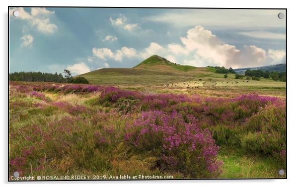 "Heather on the North York Moors" Acrylic by ROS RIDLEY