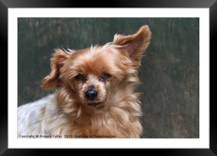 Yorkshire terrier Framed Mounted Print by Gregory Culley