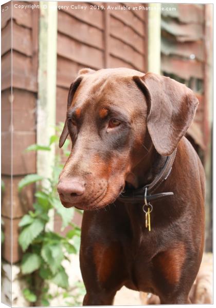 Chocolate Doberman Canvas Print by Gregory Culley