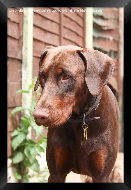 Chocolate Doberman Framed Print by Gregory Culley