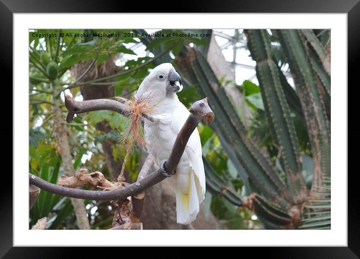 Beautiful white parrot, Framed Mounted Print by Ali asghar Mazinanian