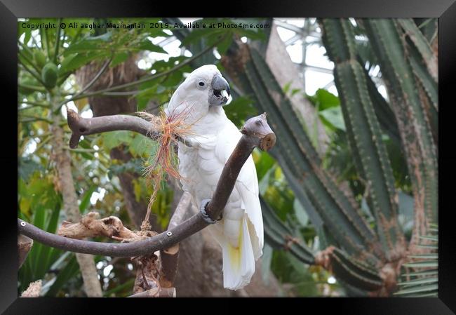 Beautiful white parrot, Framed Print by Ali asghar Mazinanian