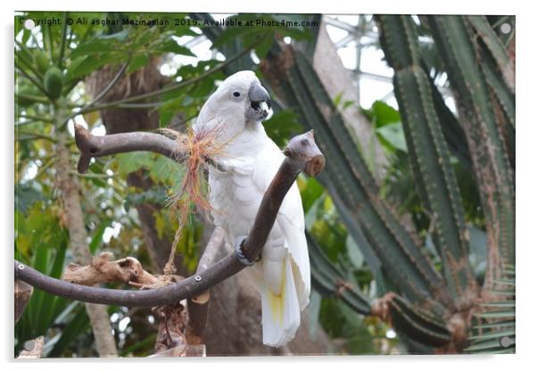 Beautiful white parrot, Acrylic by Ali asghar Mazinanian