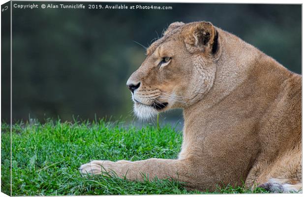 Lioness relaxing Canvas Print by Alan Tunnicliffe