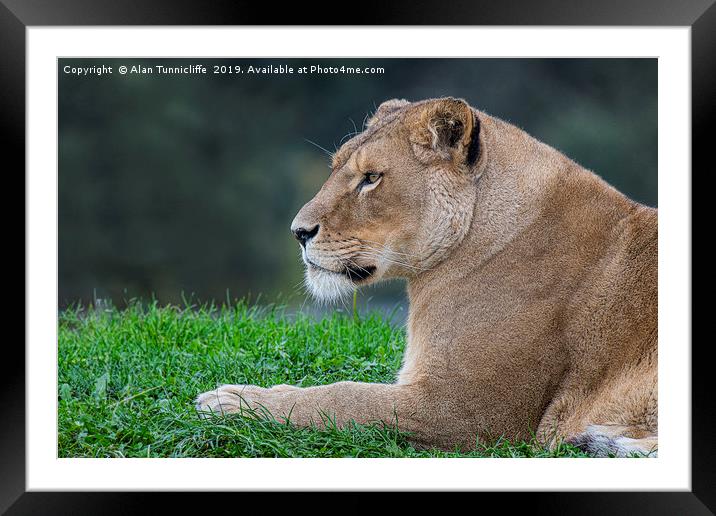 Lioness relaxing Framed Mounted Print by Alan Tunnicliffe
