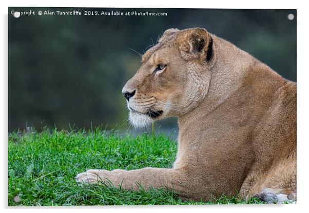 Lioness relaxing Acrylic by Alan Tunnicliffe