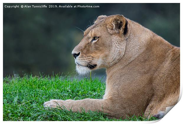 Lioness relaxing Print by Alan Tunnicliffe