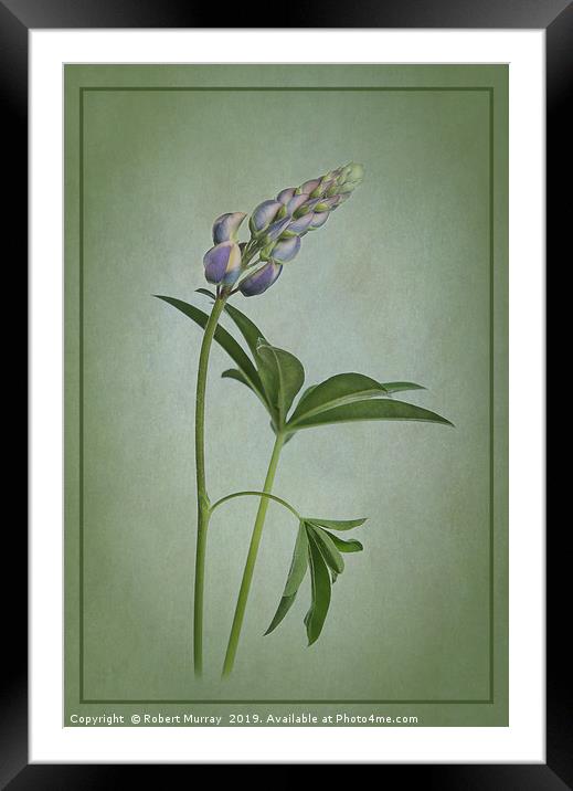 Lupin on green texture Framed Mounted Print by Robert Murray