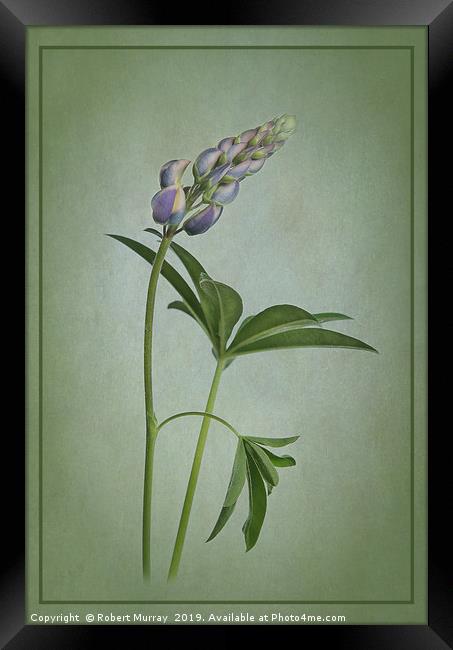 Lupin on green texture Framed Print by Robert Murray