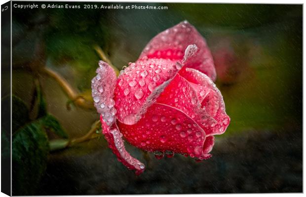 Rain Drops On A Pink Rose Canvas Print by Adrian Evans