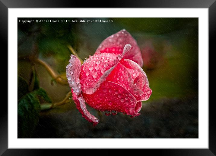 Rain Drops On A Pink Rose Framed Mounted Print by Adrian Evans