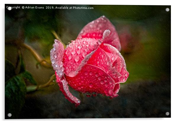 Rain Drops On A Pink Rose Acrylic by Adrian Evans