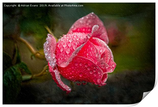 Rain Drops On A Pink Rose Print by Adrian Evans