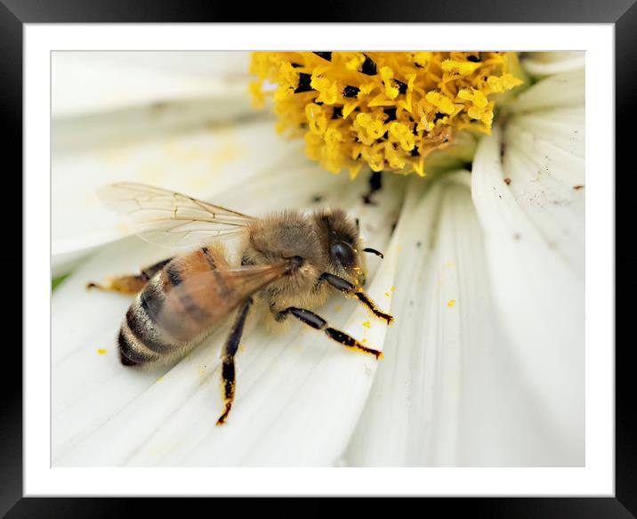 Busy bee Framed Mounted Print by Jonathan Thirkell