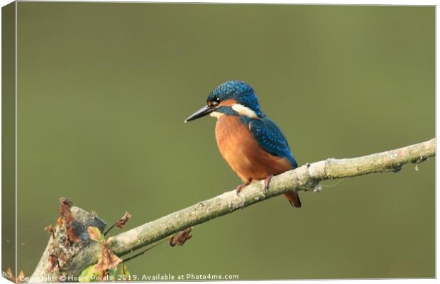 The Watcher Canvas Print by Dave Burden