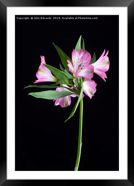 Alstroemeria ‘Light Pink’ Framed Mounted Print by John Edwards