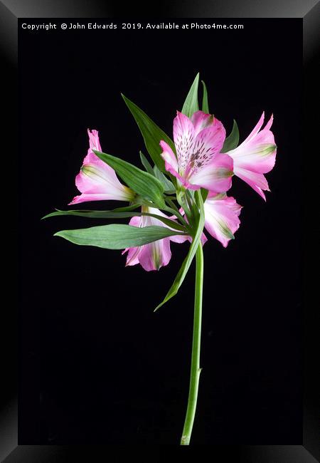 Alstroemeria ‘Light Pink’ Framed Print by John Edwards