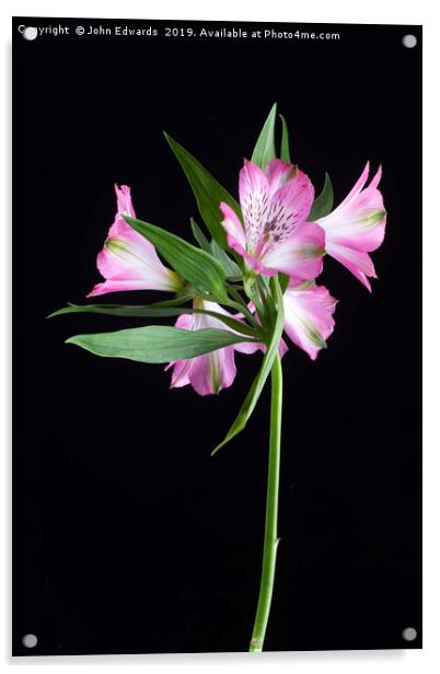 Alstroemeria ‘Light Pink’ Acrylic by John Edwards