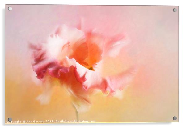 Lisianthus Blush Acrylic by Ann Garrett