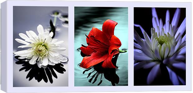 Triptych of flowers Canvas Print by Doug McRae