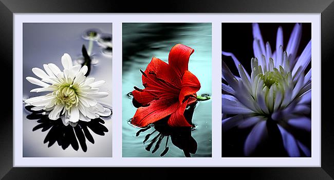 Triptych of flowers Framed Print by Doug McRae