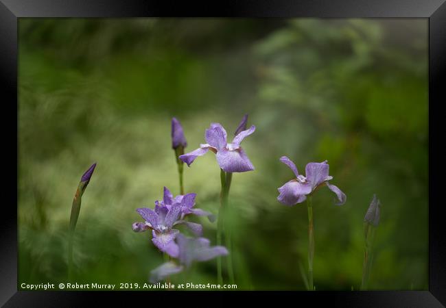 Siberian Iris Framed Print by Robert Murray