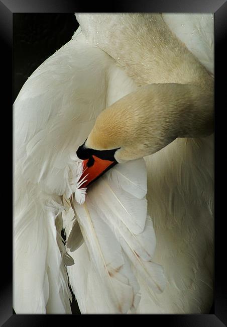 swan Framed Print by Dawn Cox