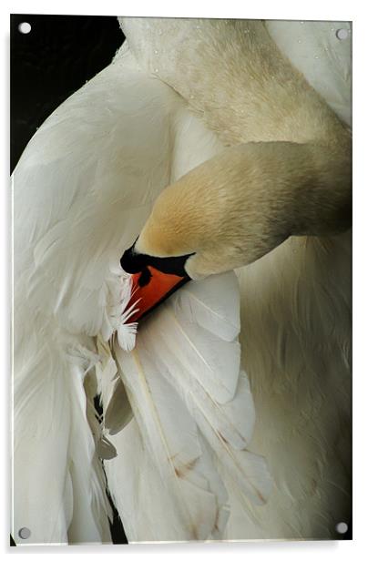 swan Acrylic by Dawn Cox