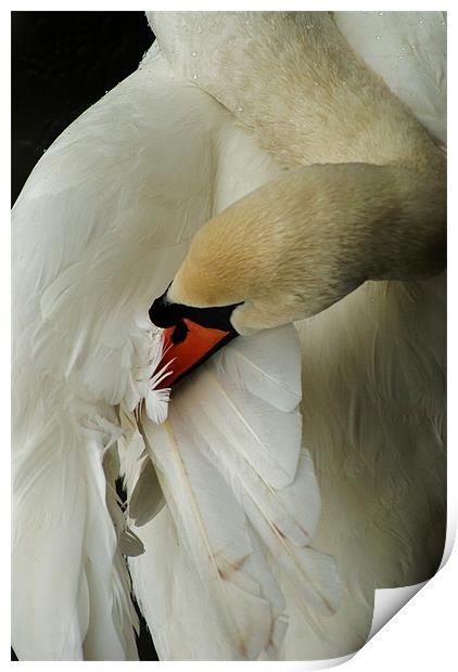swan Print by Dawn Cox
