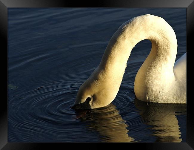 swan Framed Print by Dawn Cox