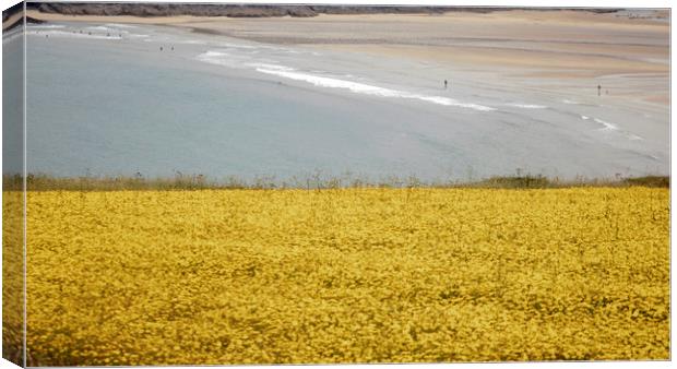 corn marigolds Canvas Print by keith sutton