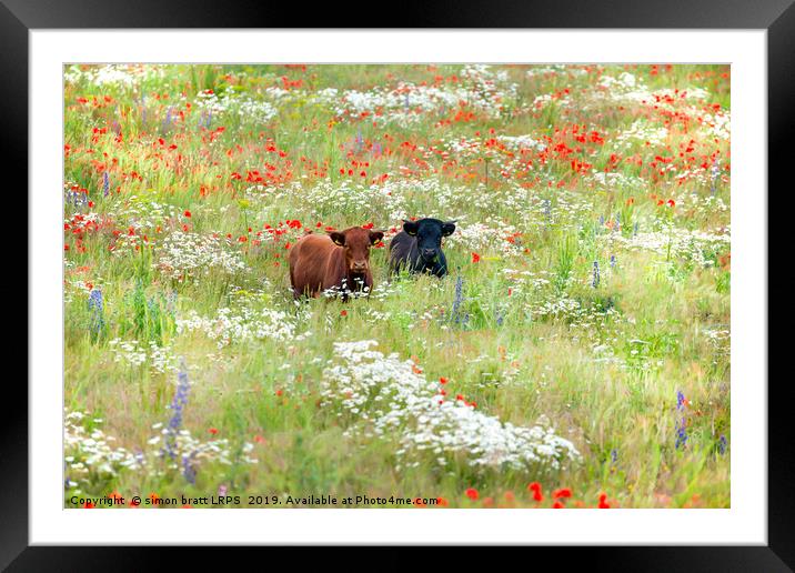 Two cows in wild flower meadow Framed Mounted Print by Simon Bratt LRPS