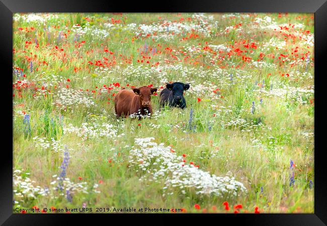 Two cows in wild flower meadow Framed Print by Simon Bratt LRPS