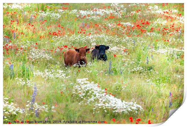 Two cows in wild flower meadow Print by Simon Bratt LRPS
