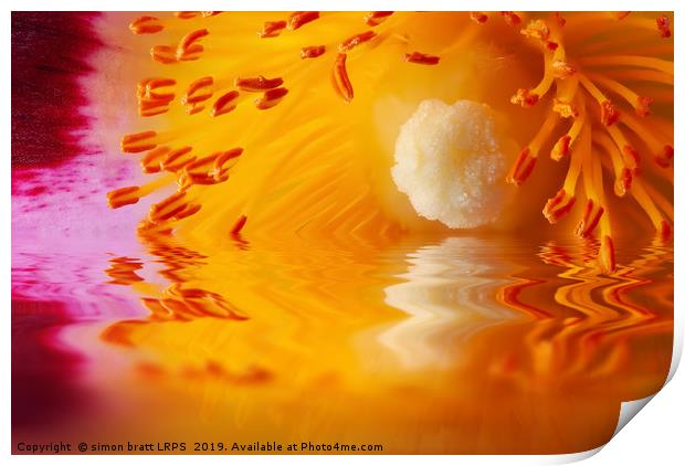 Macro Cistus flower stamen in water Print by Simon Bratt LRPS