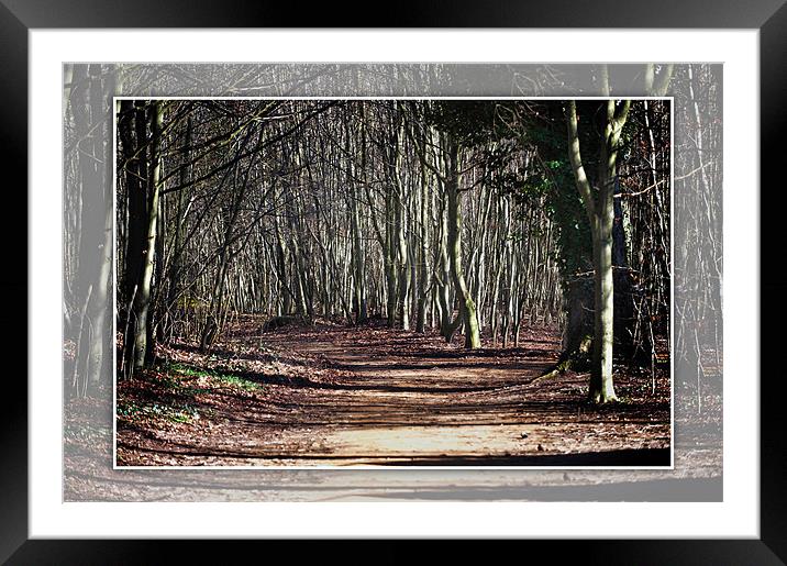 An ancient mystical woodland scene near cambridge Framed Mounted Print by Terry Pearce