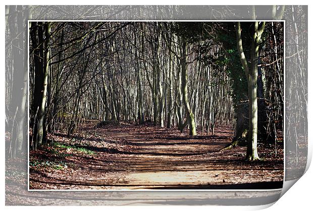 An ancient mystical woodland scene near cambridge Print by Terry Pearce
