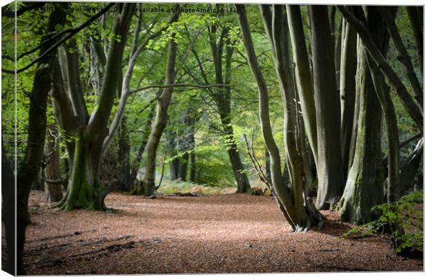 Avenue of Beech Trees Canvas Print by Paul Grove