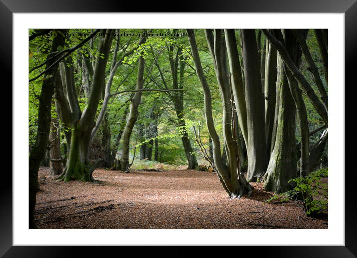 Avenue of Beech Trees Framed Mounted Print by Paul Grove