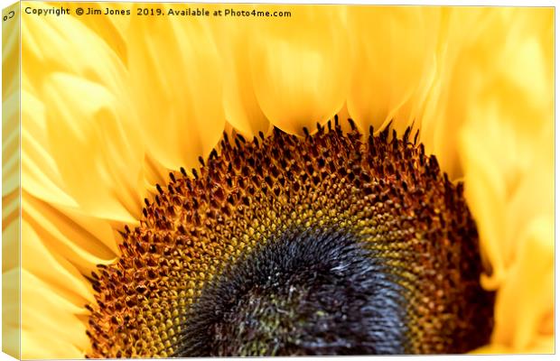 Bright and Colourful Sunflower Canvas Print by Jim Jones