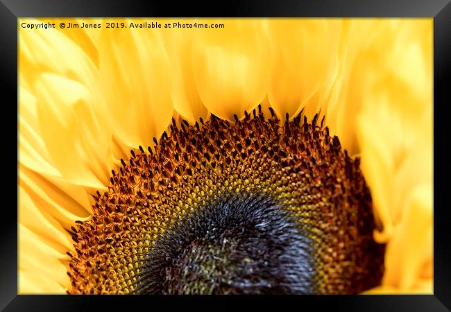 Bright and Colourful Sunflower Framed Print by Jim Jones