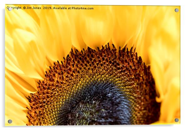 Bright and Colourful Sunflower Acrylic by Jim Jones