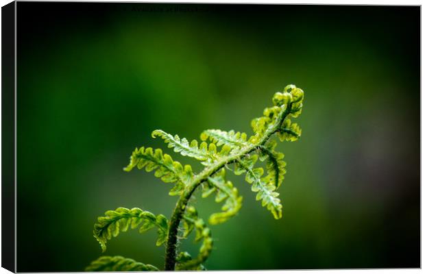 Young Fern Canvas Print by Paul Grove