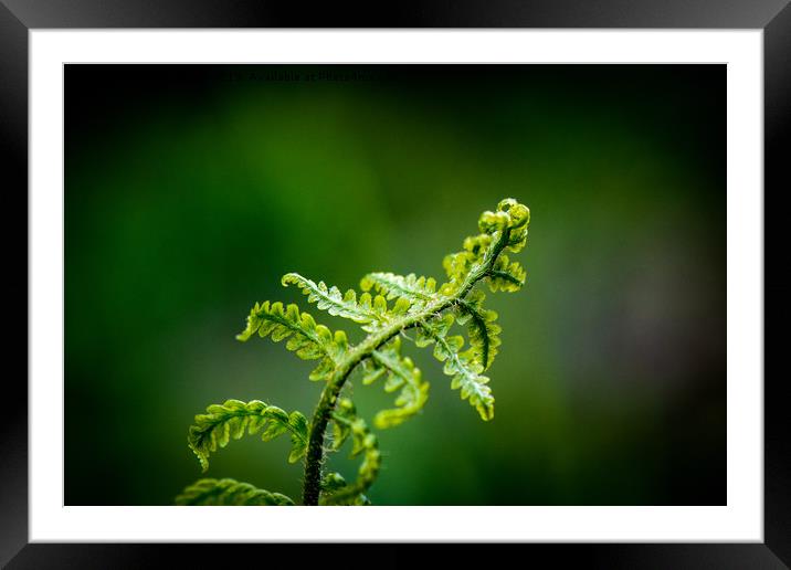 Young Fern Framed Mounted Print by Paul Grove