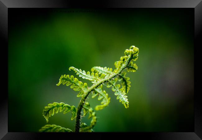 Young Fern Framed Print by Paul Grove