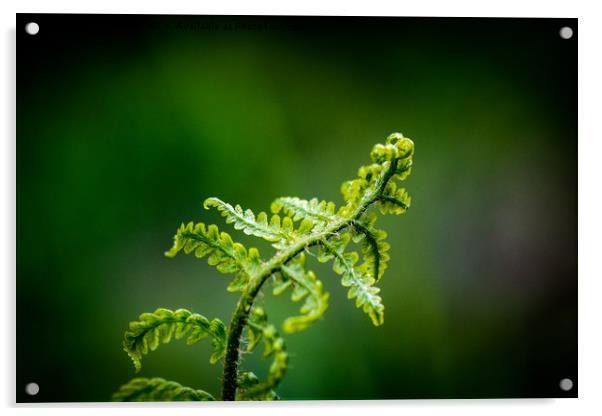Young Fern Acrylic by Paul Grove