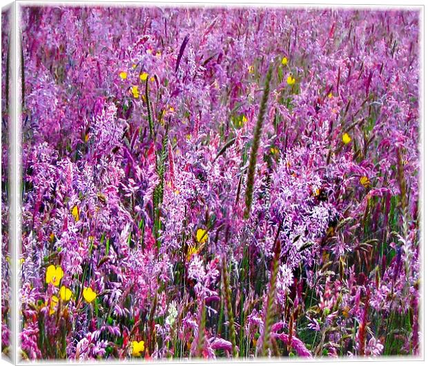 Field Flowers in Bloom Canvas Print by paulette hurley