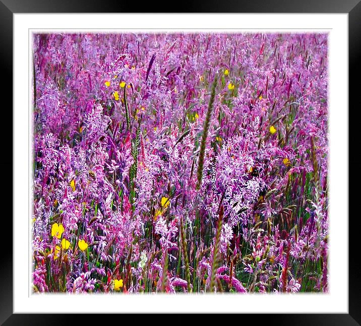 Field Flowers in Bloom Framed Mounted Print by paulette hurley